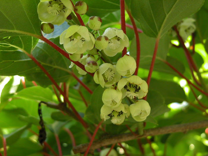 Hardy Kiwi  100 Seeds  Actinidia arguta