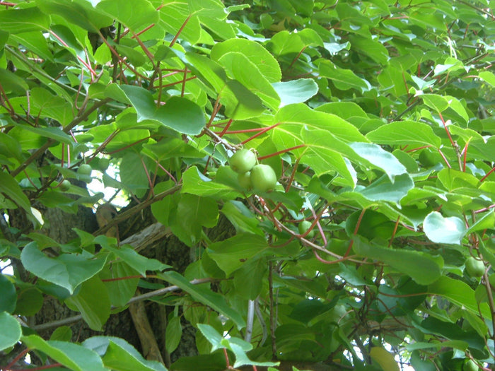 Hardy Kiwi  100 Seeds  Actinidia arguta