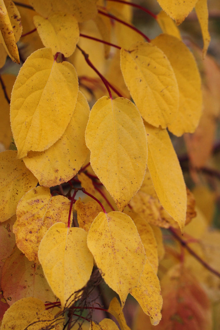 Hardy Kiwi  100 Seeds  Actinidia arguta