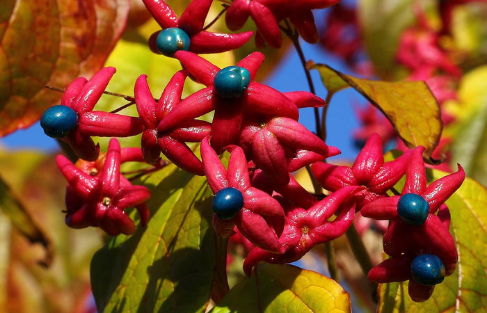 Harlequin Glorybower   20 Seeds   Clerodendrum trichotomum