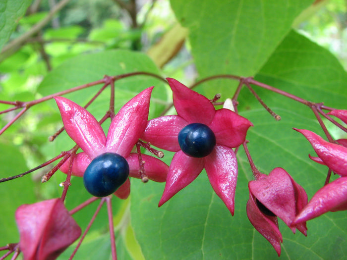 Harlequin Glorybower   20 Seeds   Clerodendrum trichotomum