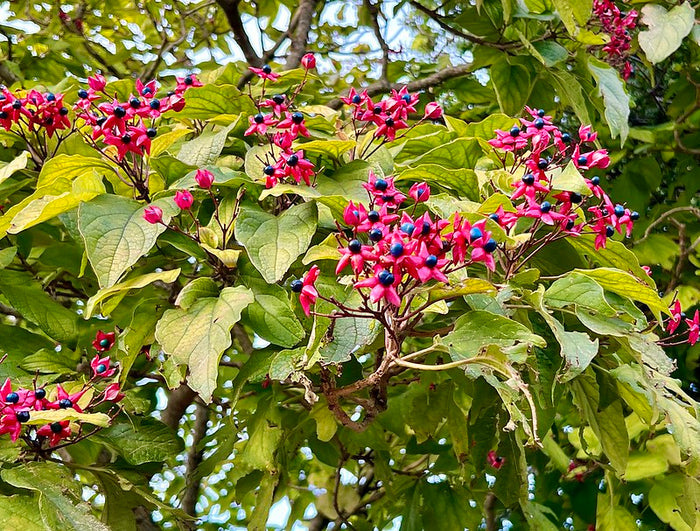 Harlequin Glorybower   20 Seeds   Clerodendrum trichotomum