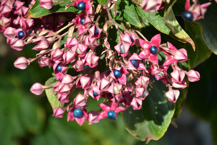 Harlequin Glorybower   20 Seeds   Clerodendrum trichotomum