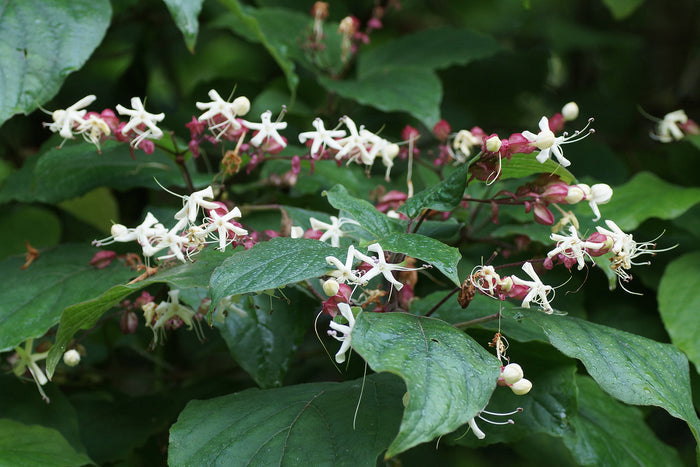 Harlequin Glorybower   20 Seeds   Clerodendrum trichotomum