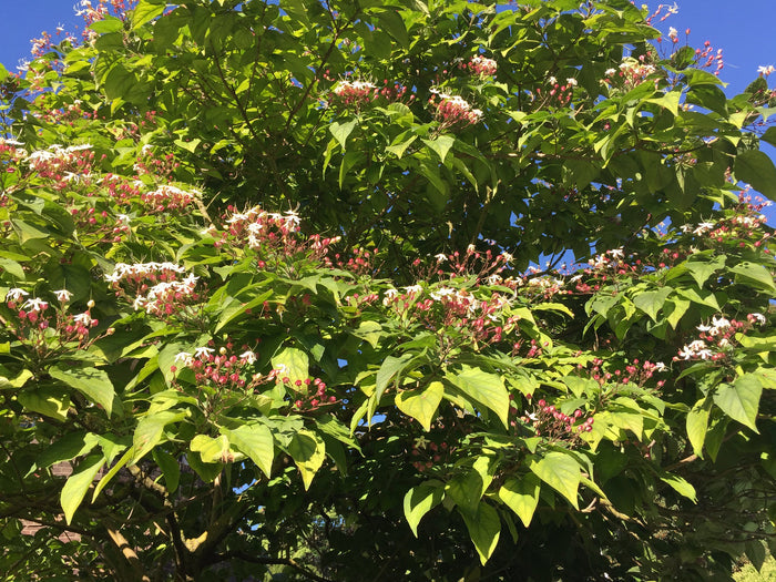 Harlequin Glorybower   20 Seeds   Clerodendrum trichotomum