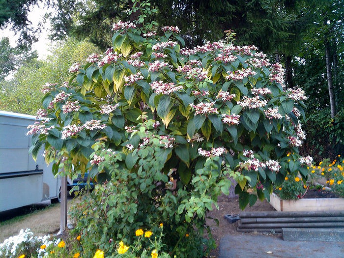 Harlequin Glorybower   20 Seeds   Clerodendrum trichotomum
