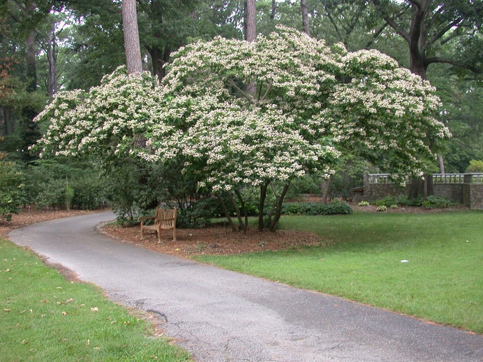 Harlequin Glorybower   20 Seeds   Clerodendrum trichotomum