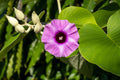Hawaiian Baby Woodrose 10 Seeds Argyreia nervosa