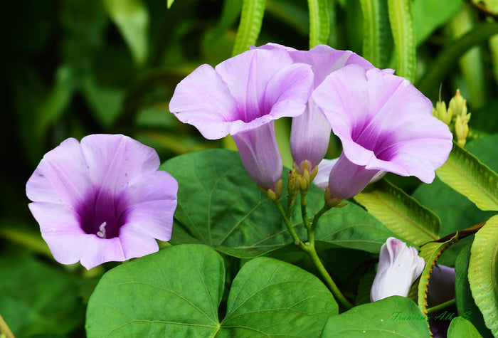Hawaiian Baby Woodrose 10 Seeds Argyreia nervosa