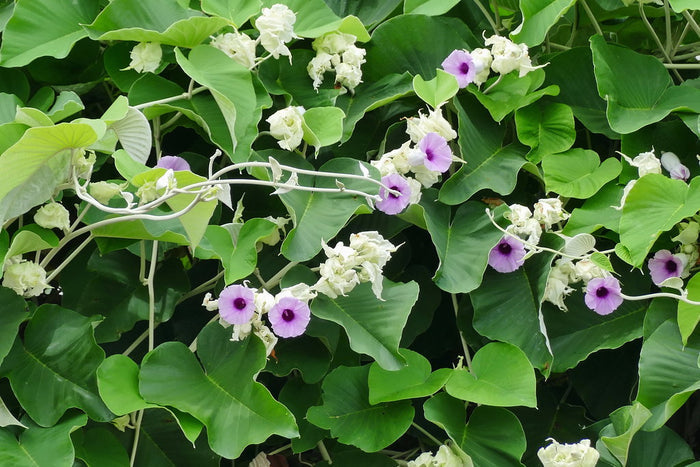 Hawaiian Baby Woodrose 10 Seeds Argyreia nervosa