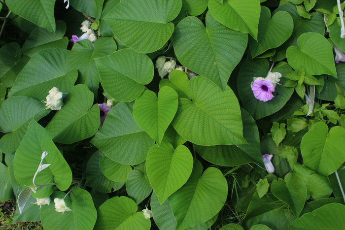 Hawaiian Baby Woodrose 10 Seeds Argyreia nervosa