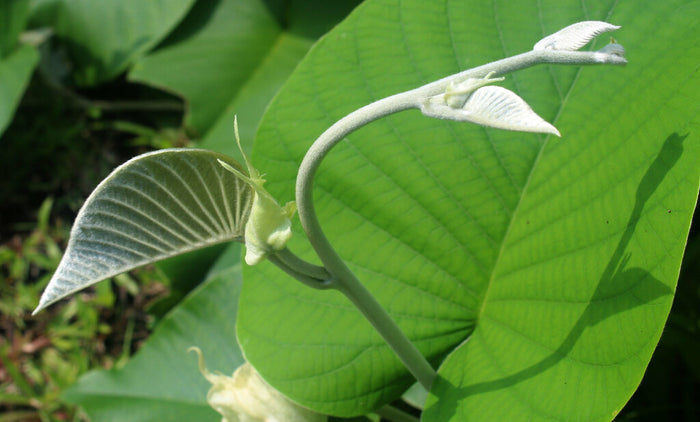 Hawaiian Baby Woodrose 10 Seeds Argyreia nervosa