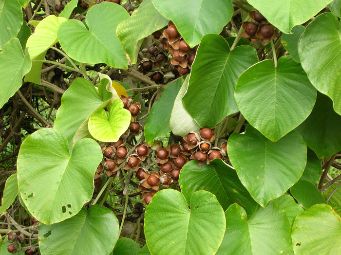 Hawaiian Baby Woodrose 10 Seeds Argyreia nervosa