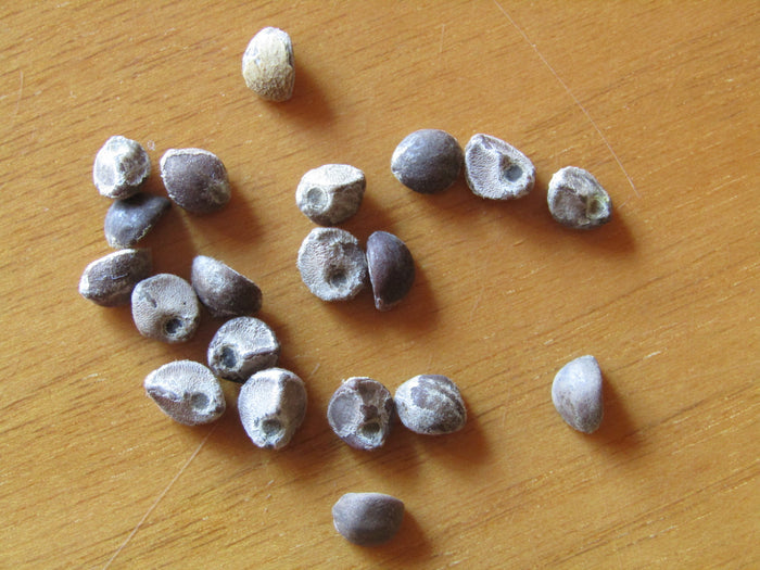 Hawaiian Baby Woodrose 10 Seeds Argyreia nervosa