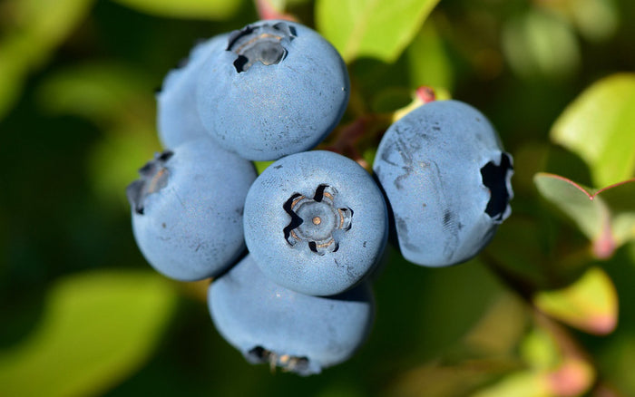 Highbush Blueberry   100 Seeds   Vaccinium corymbosum