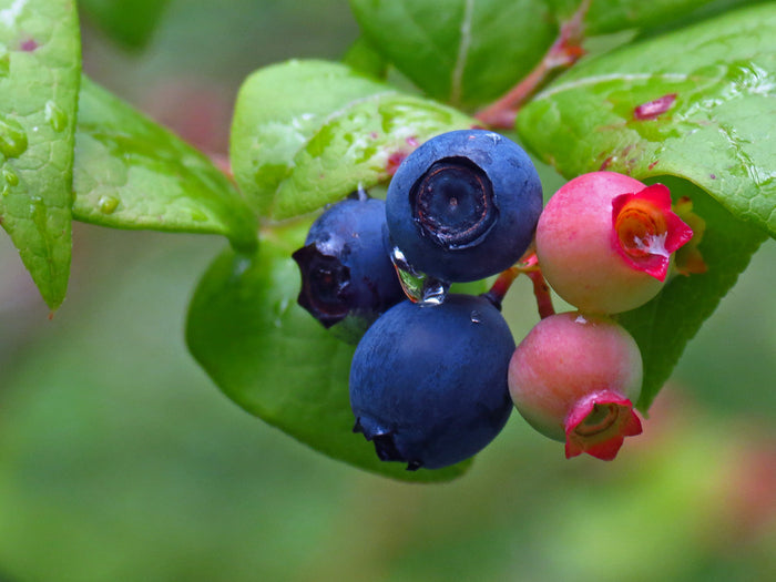 Highbush Blueberry   100 Seeds   Vaccinium corymbosum