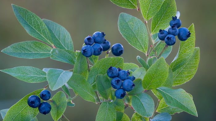 Highbush Blueberry   100 Seeds   Vaccinium corymbosum