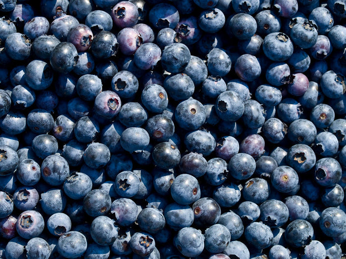 Highbush Blueberry   100 Seeds   Vaccinium corymbosum