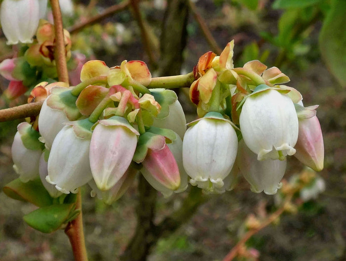 Highbush Blueberry   100 Seeds   Vaccinium corymbosum