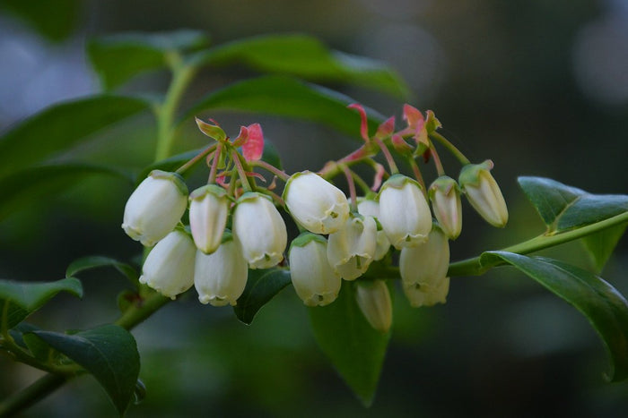 Highbush Blueberry   100 Seeds   Vaccinium corymbosum