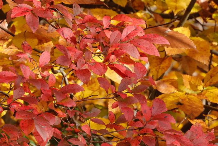 Highbush Blueberry   100 Seeds   Vaccinium corymbosum