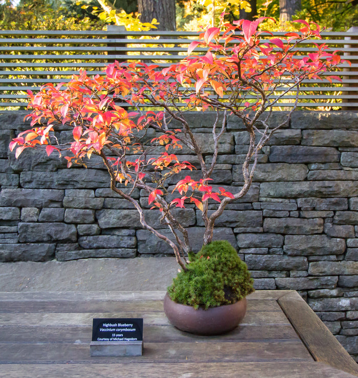 Highbush Blueberry   100 Seeds   Vaccinium corymbosum