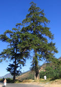 Himalayan Cypress Cupressus torulosa 100 Seeds