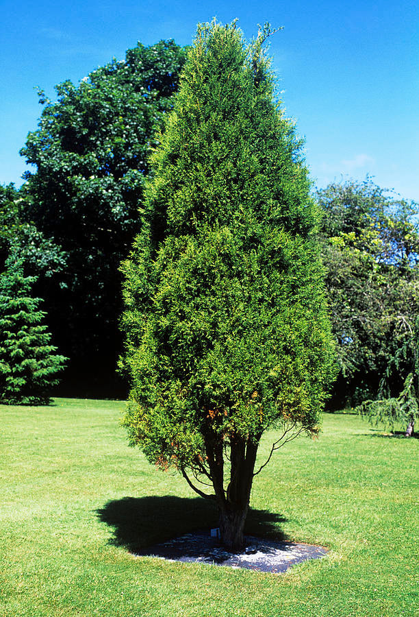 Himalayan Cypress Cupressus torulosa 100 Seeds