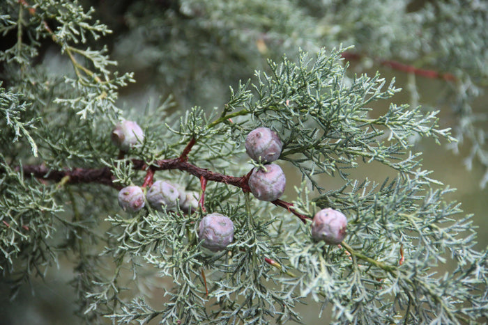 Himalayan Cypress Cupressus torulosa 100 Seeds