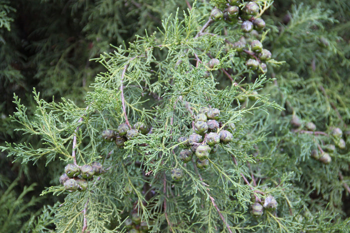 Himalayan Cypress Cupressus torulosa 100 Seeds
