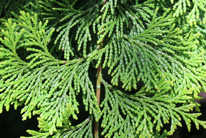 Hinoki Cypress Chamaecyparis obtusa 100 Seeds