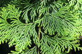 Hinoki Cypress Chamaecyparis obtusa 100 Seeds