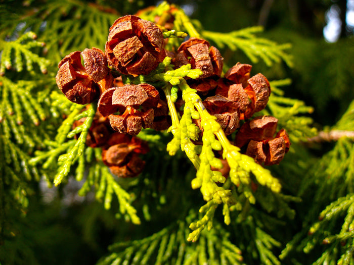 Hinoki Cypress Chamaecyparis obtusa 100 Seeds