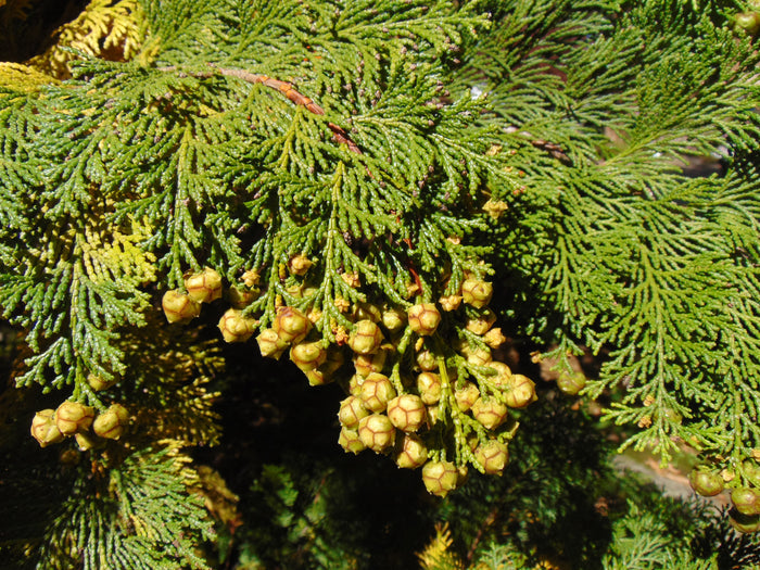 Hinoki Cypress Chamaecyparis obtusa 100 Seeds