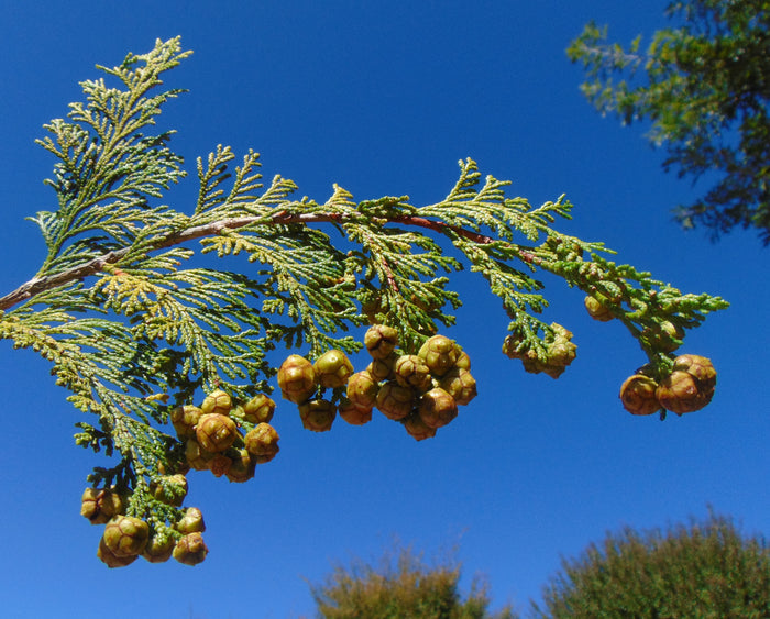 Hinoki Cypress Chamaecyparis obtusa 100 Seeds