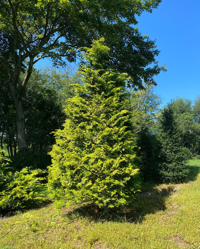 Hinoki Cypress Chamaecyparis obtusa 100 Seeds