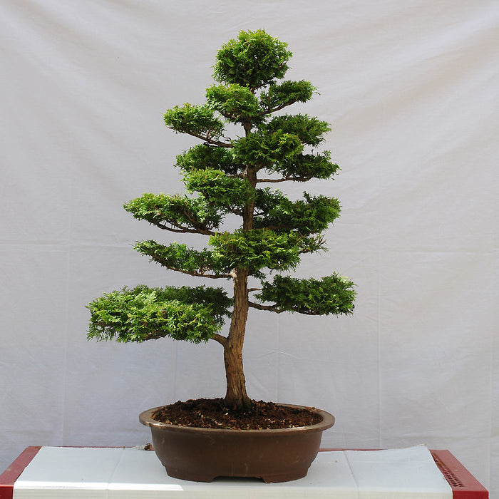 Hinoki Cypress Chamaecyparis obtusa 100 Seeds
