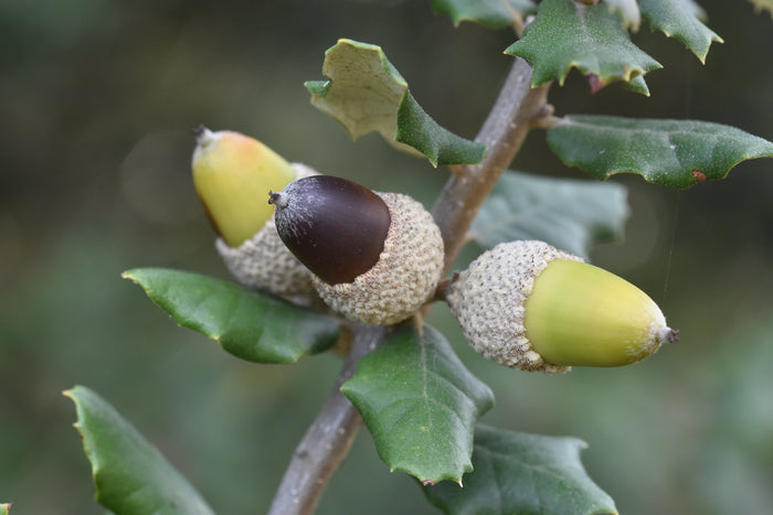 Holly Oak   5 Seeds   Quercus ilex