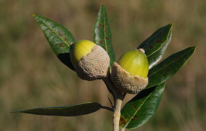 Holly Oak   5 Seeds   Quercus ilex