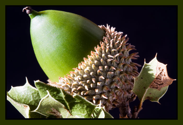 Holly Oak   5 Seeds   Quercus ilex