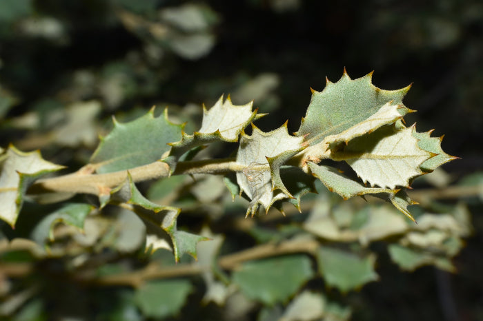 Holly Oak   5 Seeds   Quercus ilex