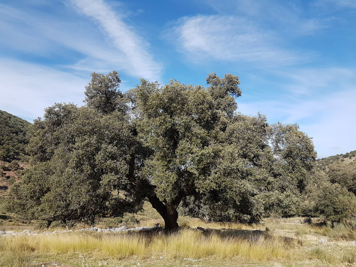 Holly Oak   5 Seeds   Quercus ilex