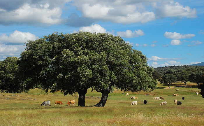 Holly Oak   5 Seeds   Quercus ilex