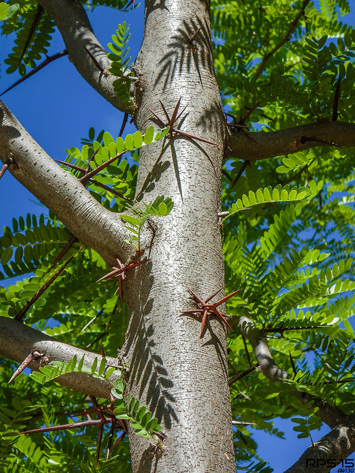 Honey Locust Gleditsia triacanthos 100 Seeds