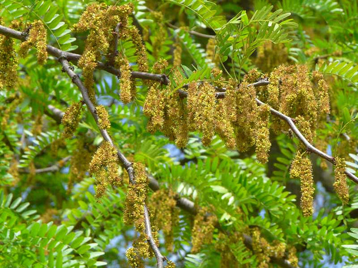Honey Locust Gleditsia triacanthos 100 Seeds