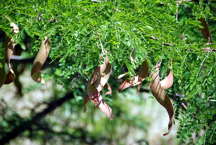 Honey Locust Gleditsia triacanthos 100 Seeds