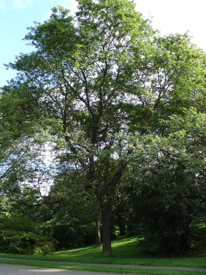 Honey Locust Gleditsia triacanthos 100 Seeds