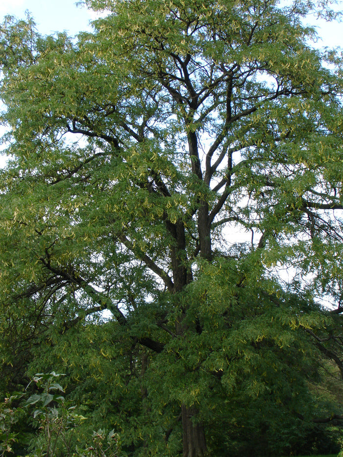 Honey Locust Gleditsia triacanthos 100 Seeds