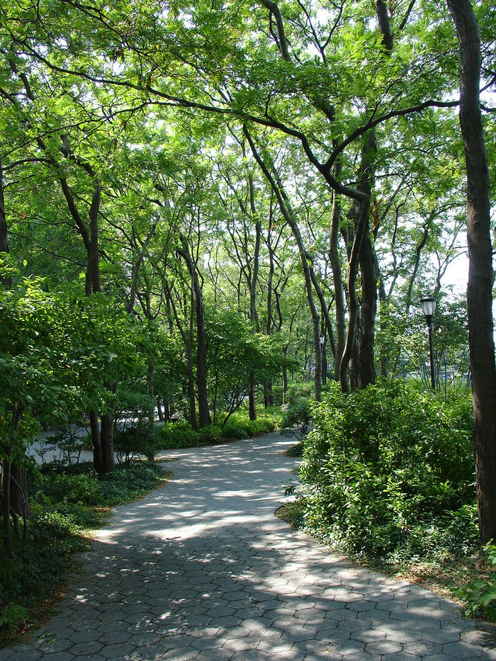 Honey Locust Gleditsia triacanthos 100 Seeds