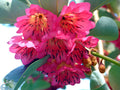Hong Kong Rose Tree Rhodoleia championii 10 Seeds